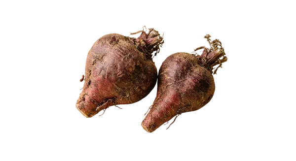 Maca Rossa
