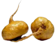 Maca_Gialla-removebg-preview