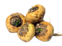 Maca_Nera_Tubero-removebg-preview